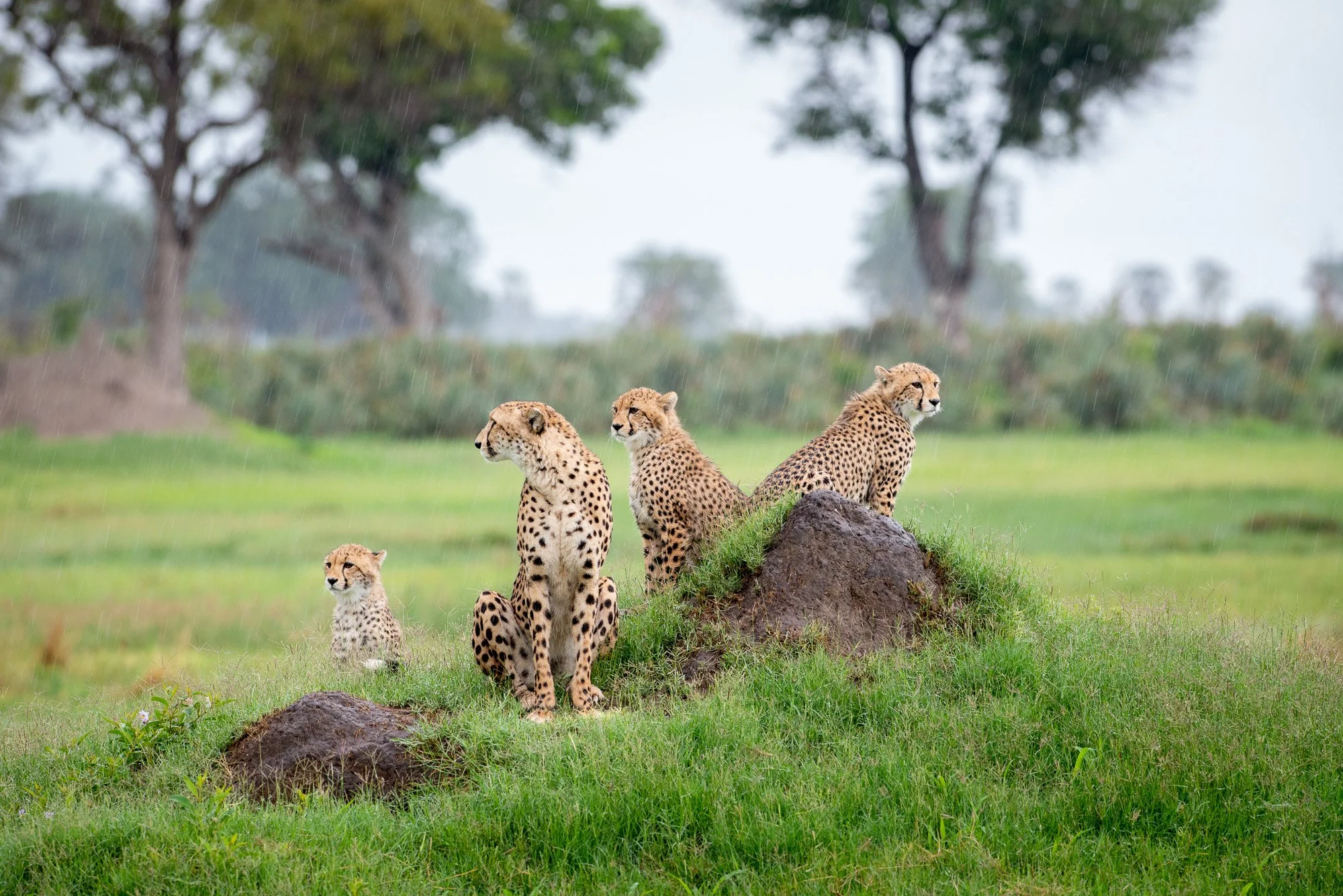 Shoulder Season Safaris - The Secret Season