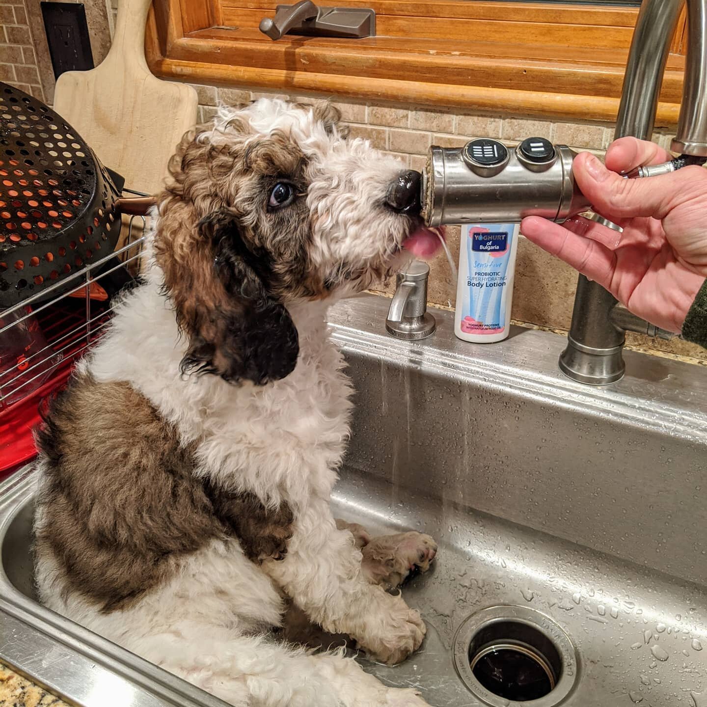 this bundle of fluff and joy needs a little shout for national dog day. sink baths + licks from the faucet are his new fav 🐾🐶🔥