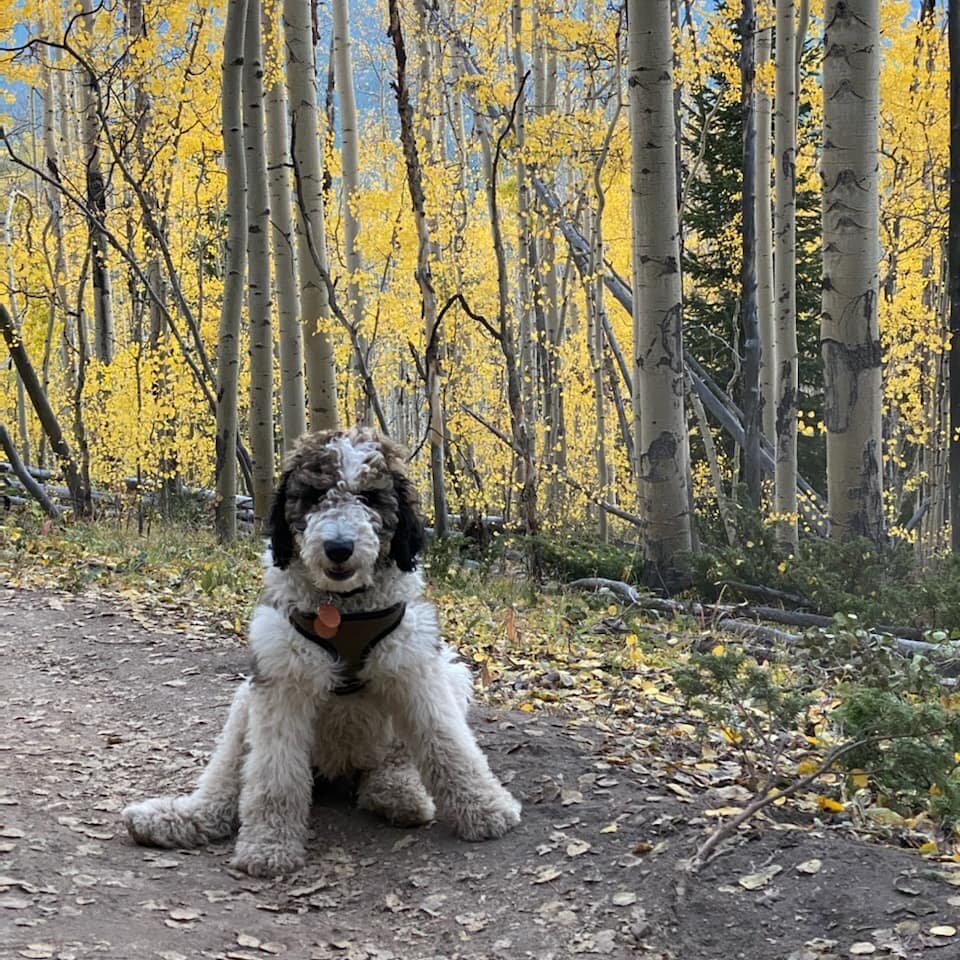 took the boy to see the aspens 🐾🍁

@jpayne111