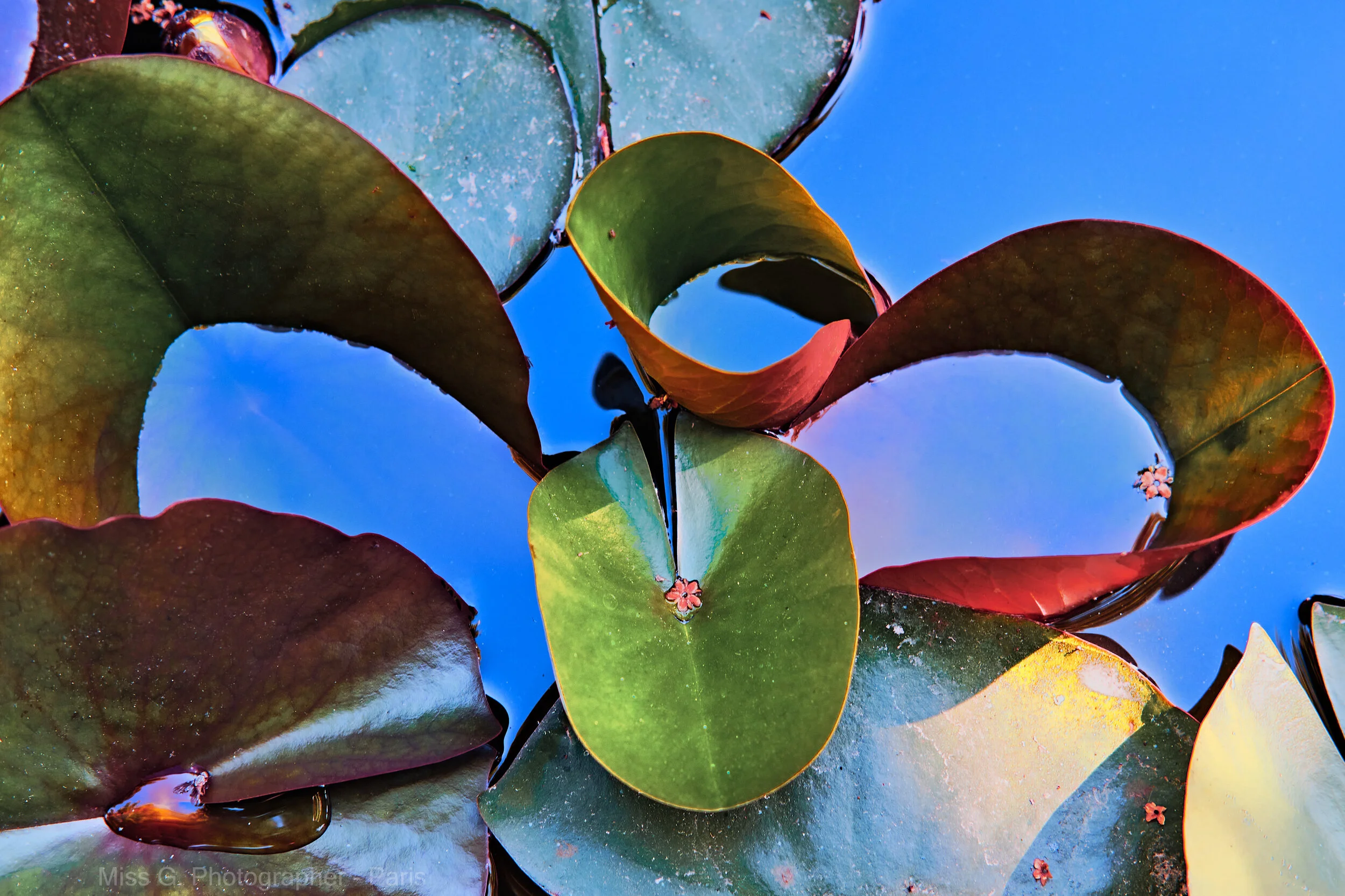BLUE NENUPHAR
