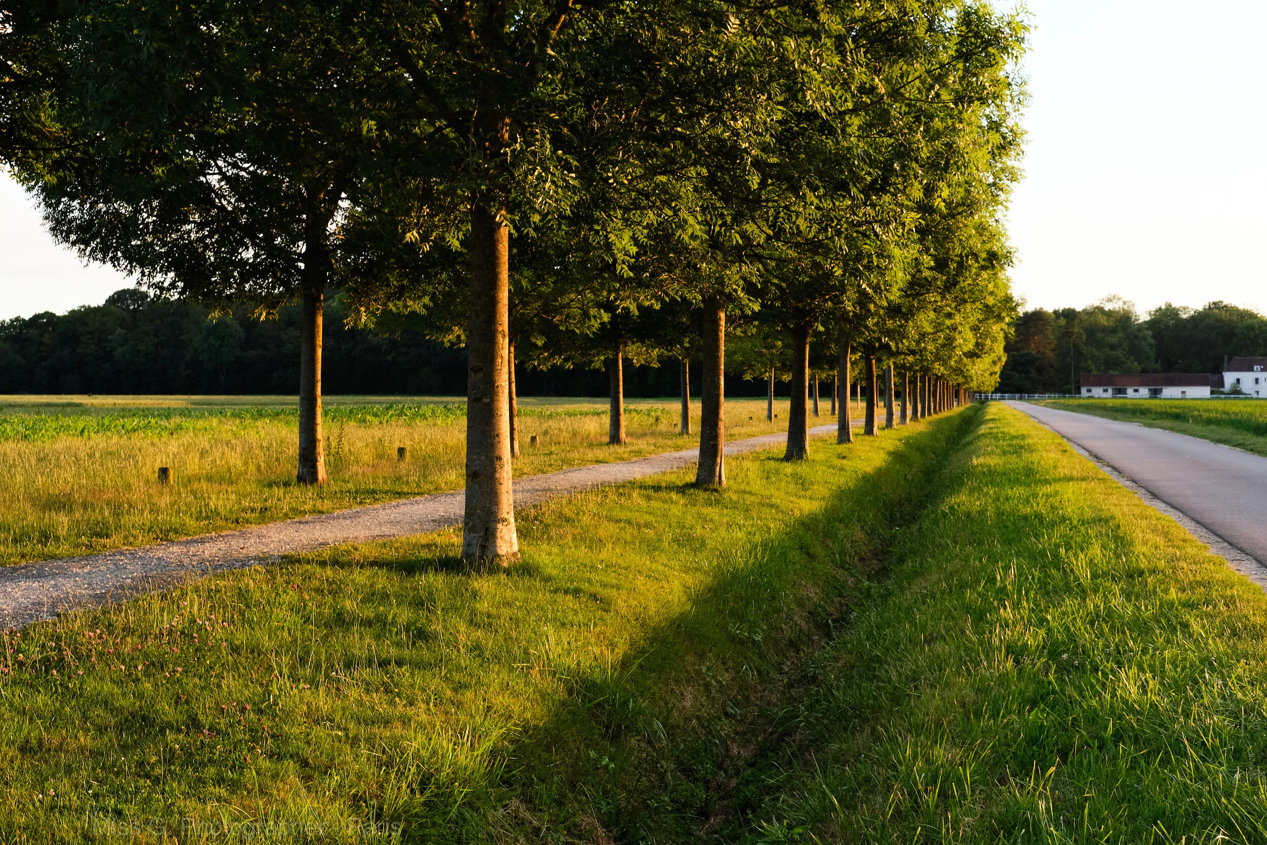 HOPPER'S TREES 