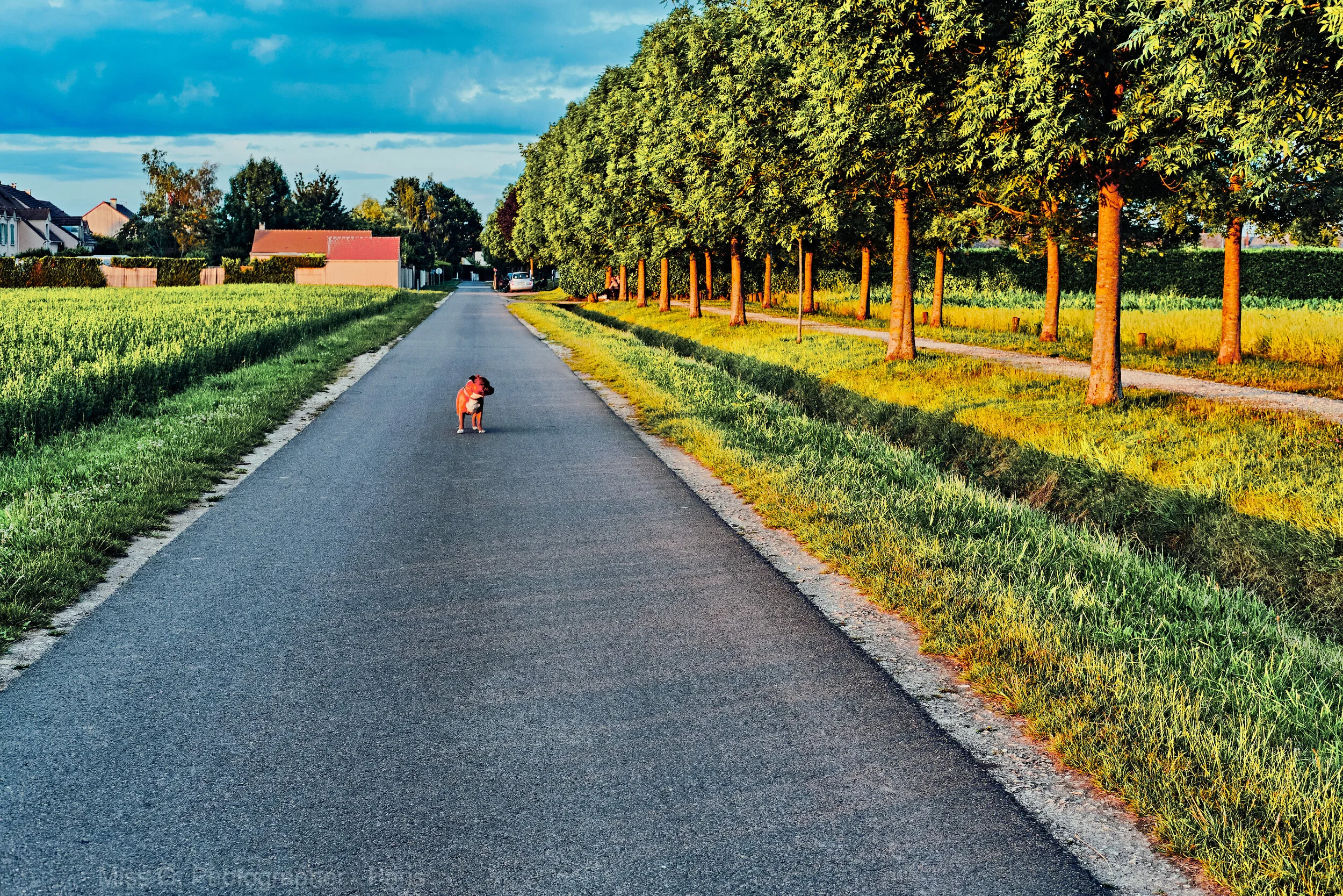 LE CHIEN DU CINEASTE
