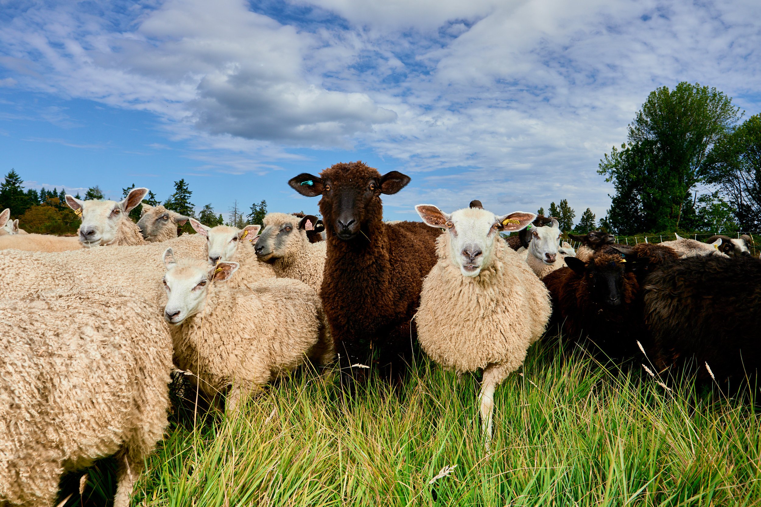 DavidHoekje(Sheep).jpg