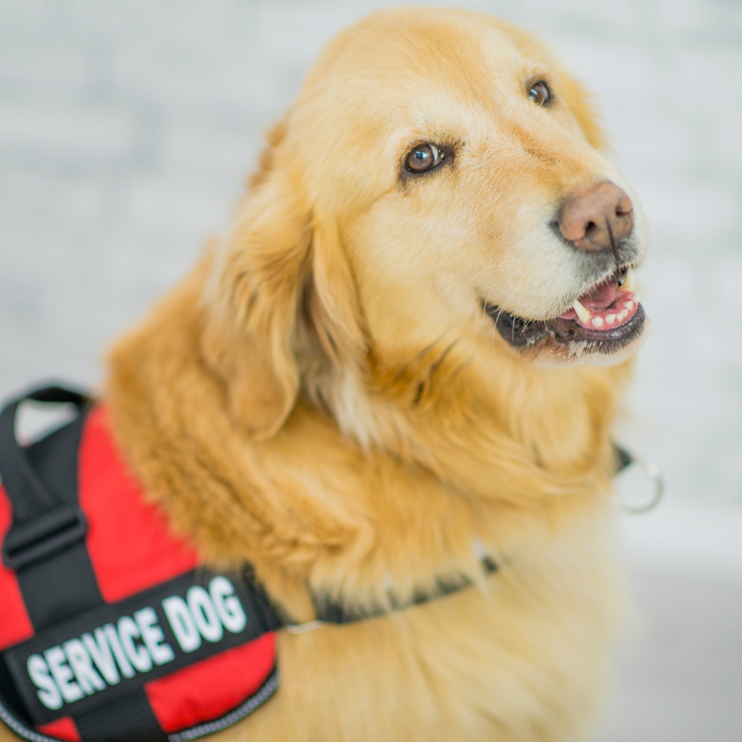 A Renter’s Guide to Assistance Animals in Arkansas