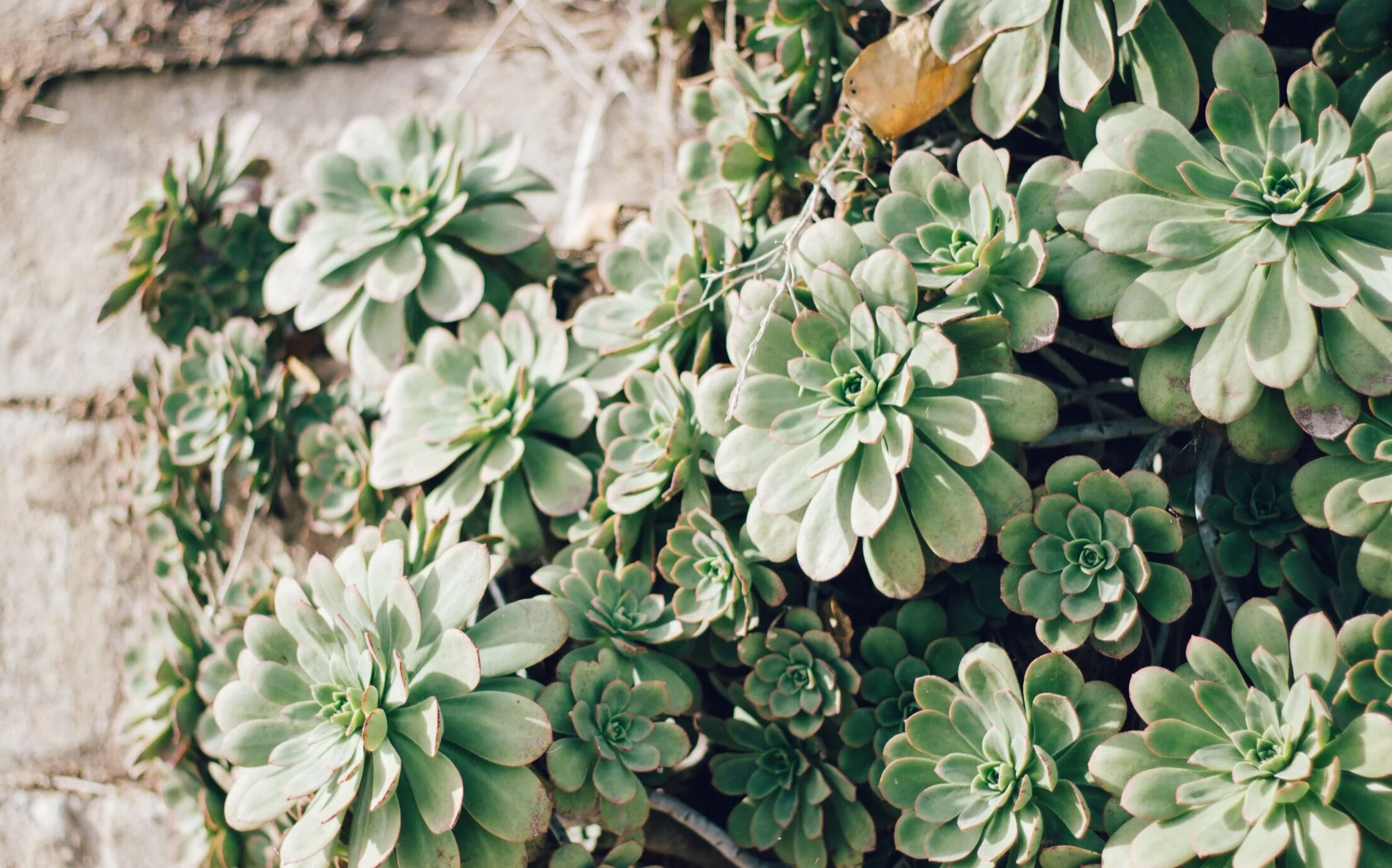 about-claremont-california-acupuncture