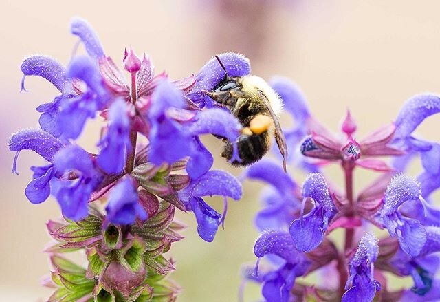 Okay I can&rsquo;t help but share this here as well! I just love taking photos of bees 🐝 
@themindfulplantstead