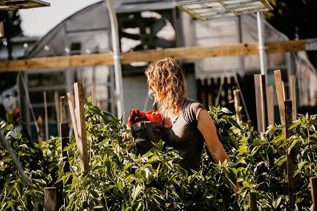 Ready for late summer when everyone is harvesting all the delicious goodies in their gardens or picking up their CSA boxes from their local farms. .
Are you signed up for a CSA, or are you growing your own veggies this summer? .
.
.
.
.
#farm #farmer