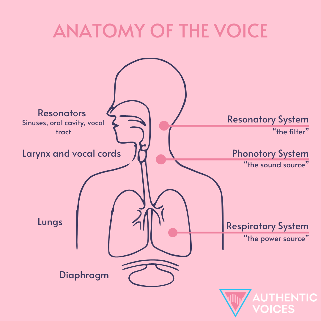 Voice Body The 3 Subsystems of Voice — Authentic Voices | Trans Voice Therapy