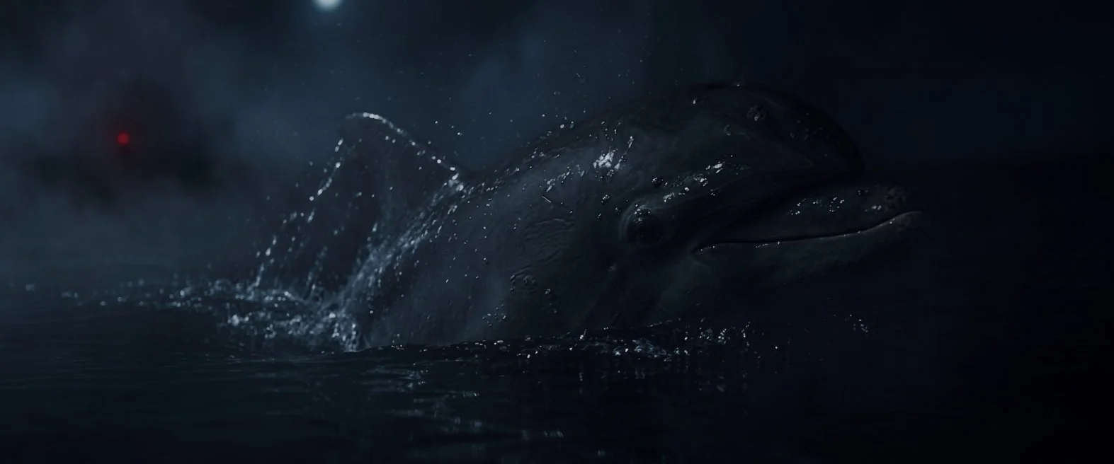 dolphin night3.jpg