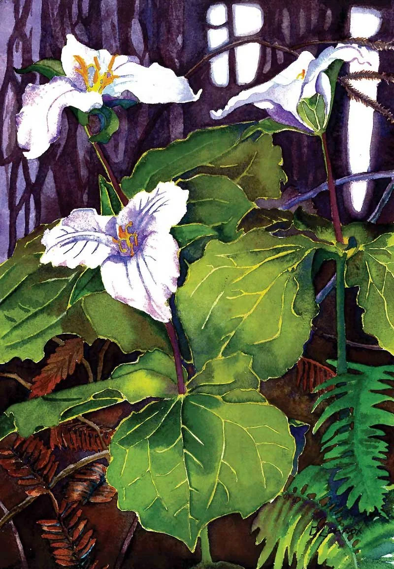 Trilliums