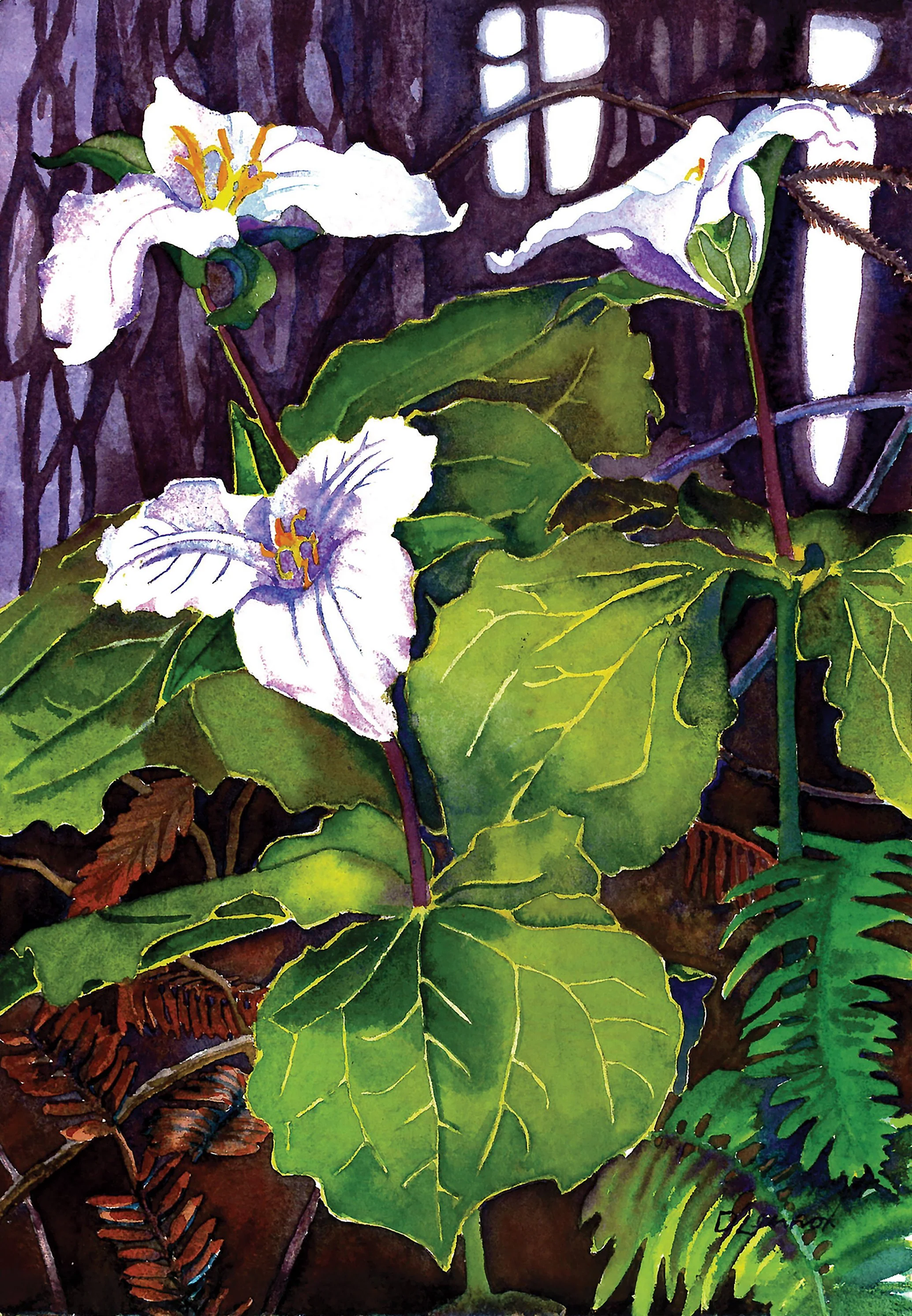 Trillium Watercolor. Art by Debra Lennox