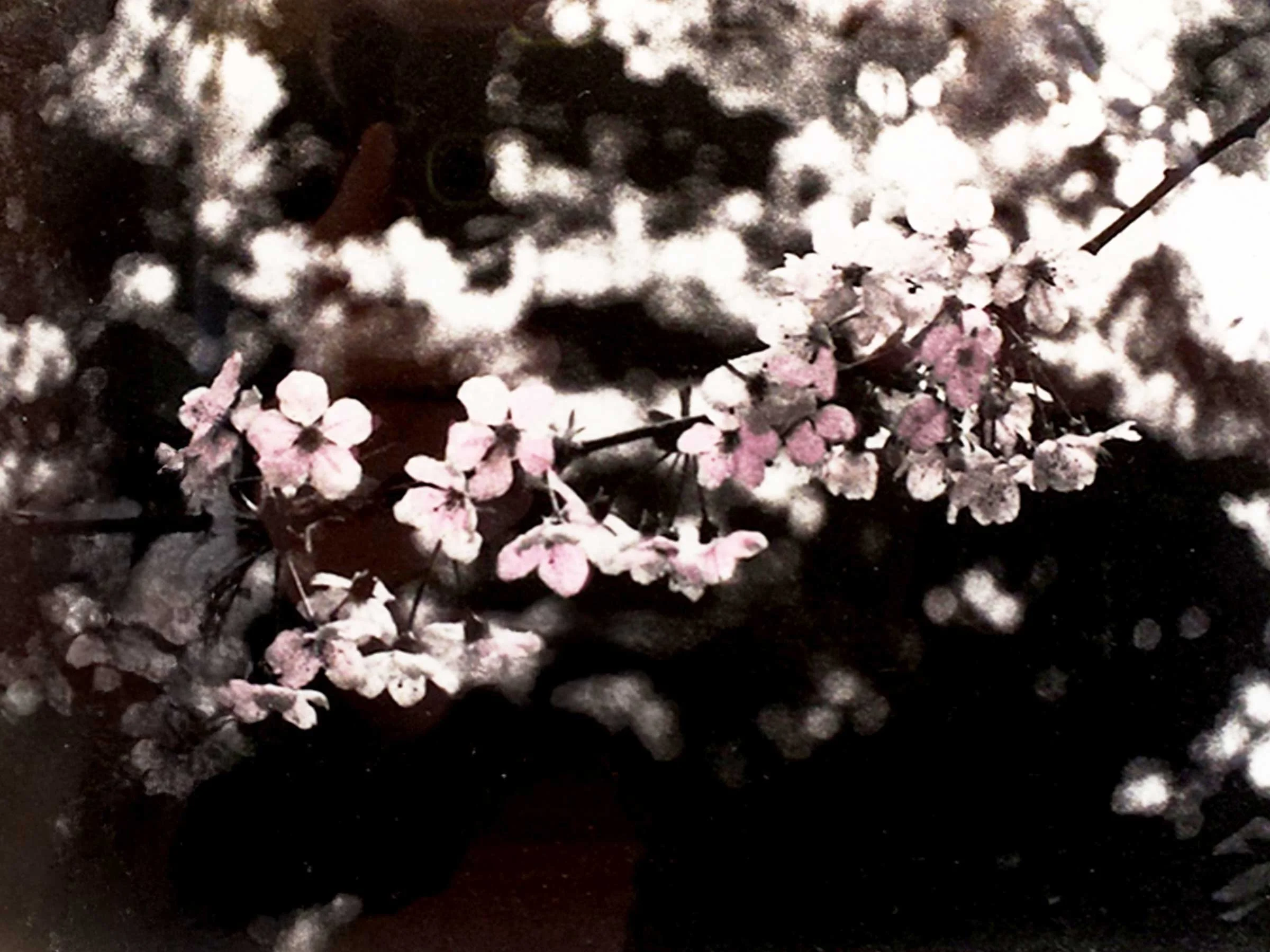 Cherry Blossoms in black and white and delicate pink