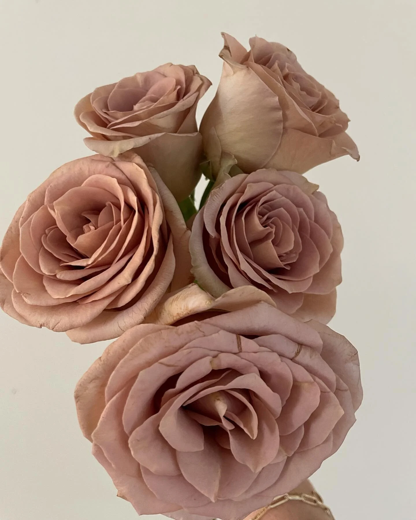 the color of these amnesia roses stopped me in my tracks at the flower mart, too good not to grab!