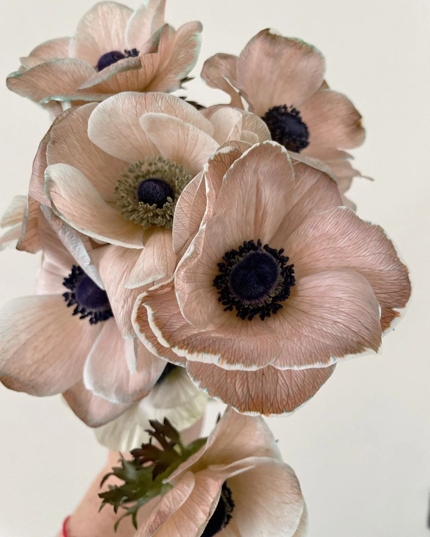 these anemones 😍