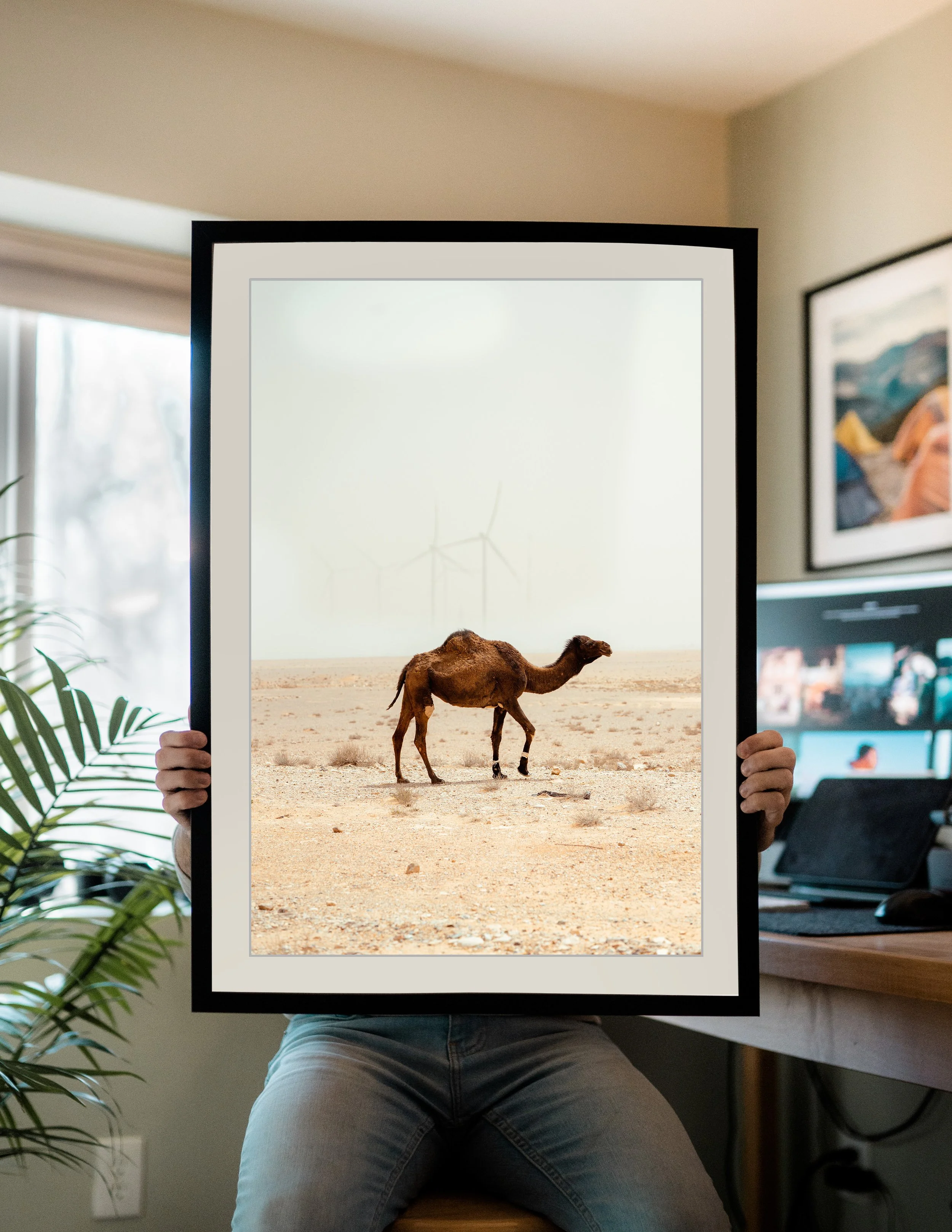 Camels on the Run | Jordanian Desert