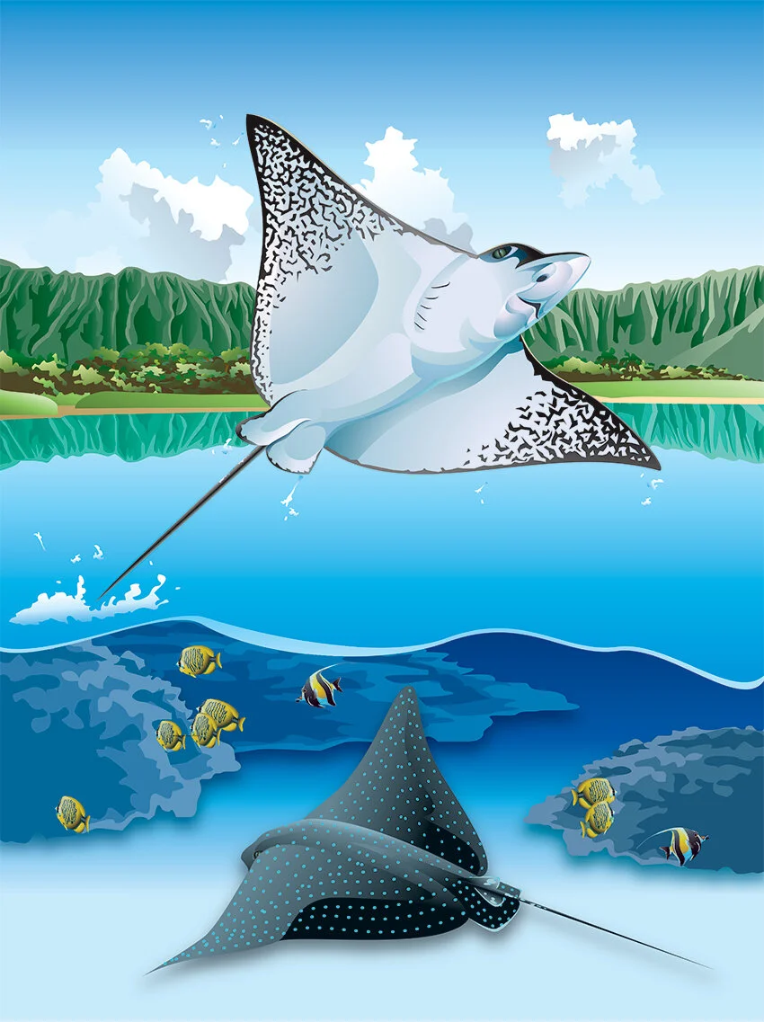 Illustration_Digital_HawaiianSharksReysBook_EagleRay_Art.jpg