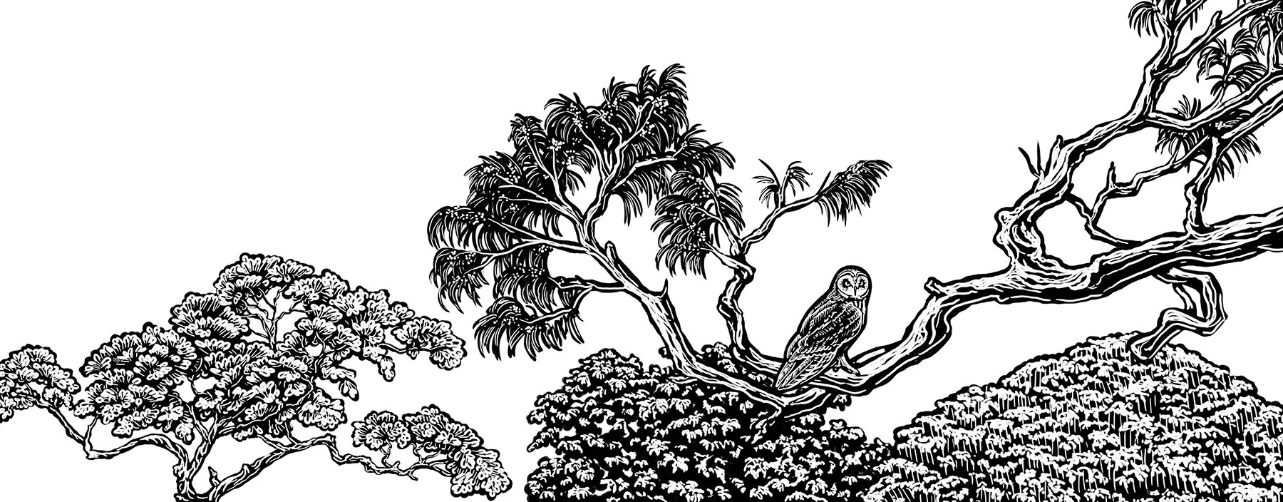 Illustration_ScratchBoard_Pueo_art.jpg