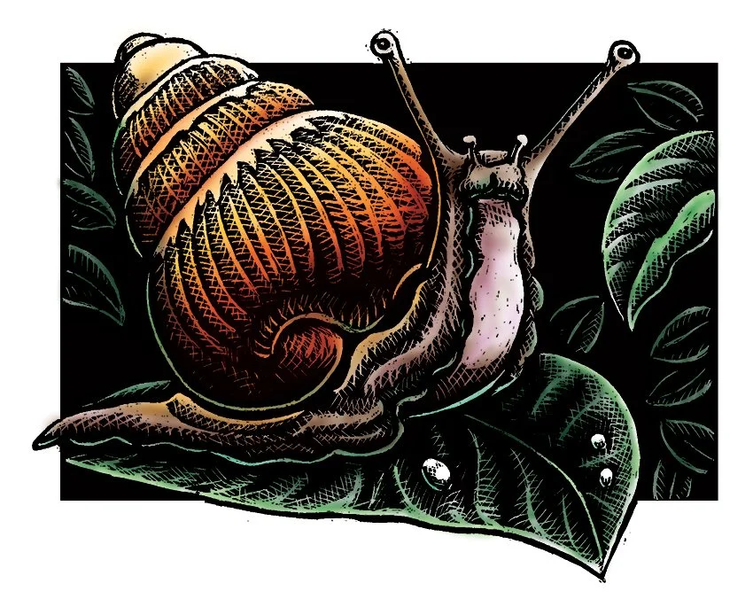 Illustration_ScratchBoard_HISnail_Art.jpg