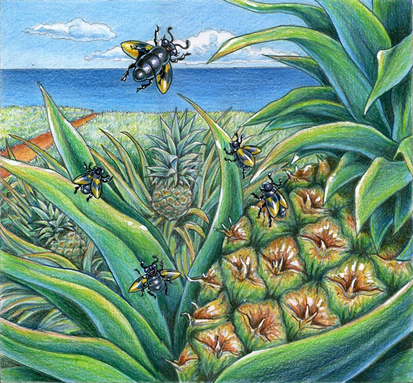 Illustration_Paint_AllAroundIslans_PineappleBug_ChildrensBook_Art.jpg