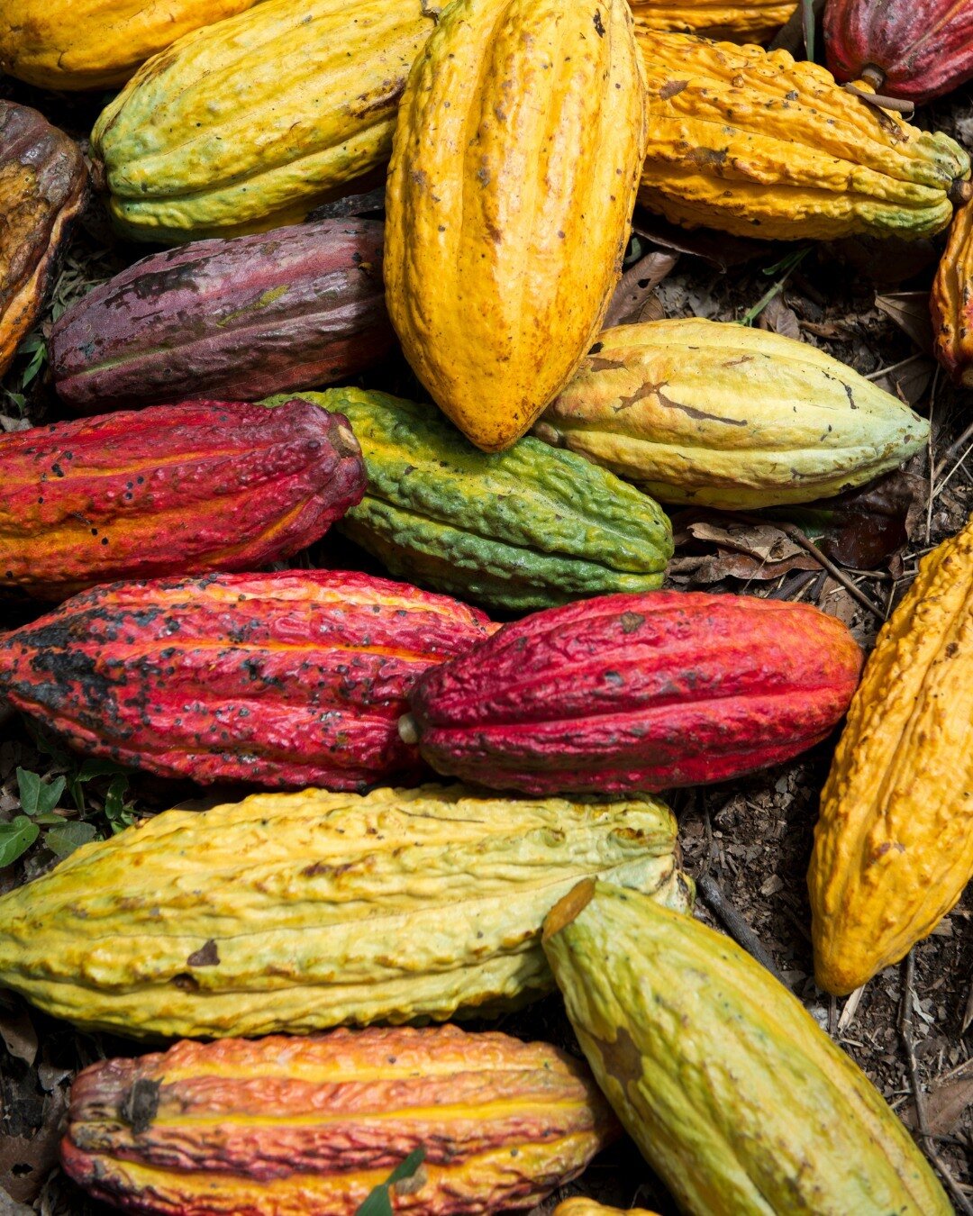 This month we're obsessed with all things Cacao! From a sacred treat to its modern day status as a superfood, cacao is more than just a rich, chocolatey flavour 🍫 It's a powerhouse of antioxidants, minerals, and heart healthy compounds. We have a ra