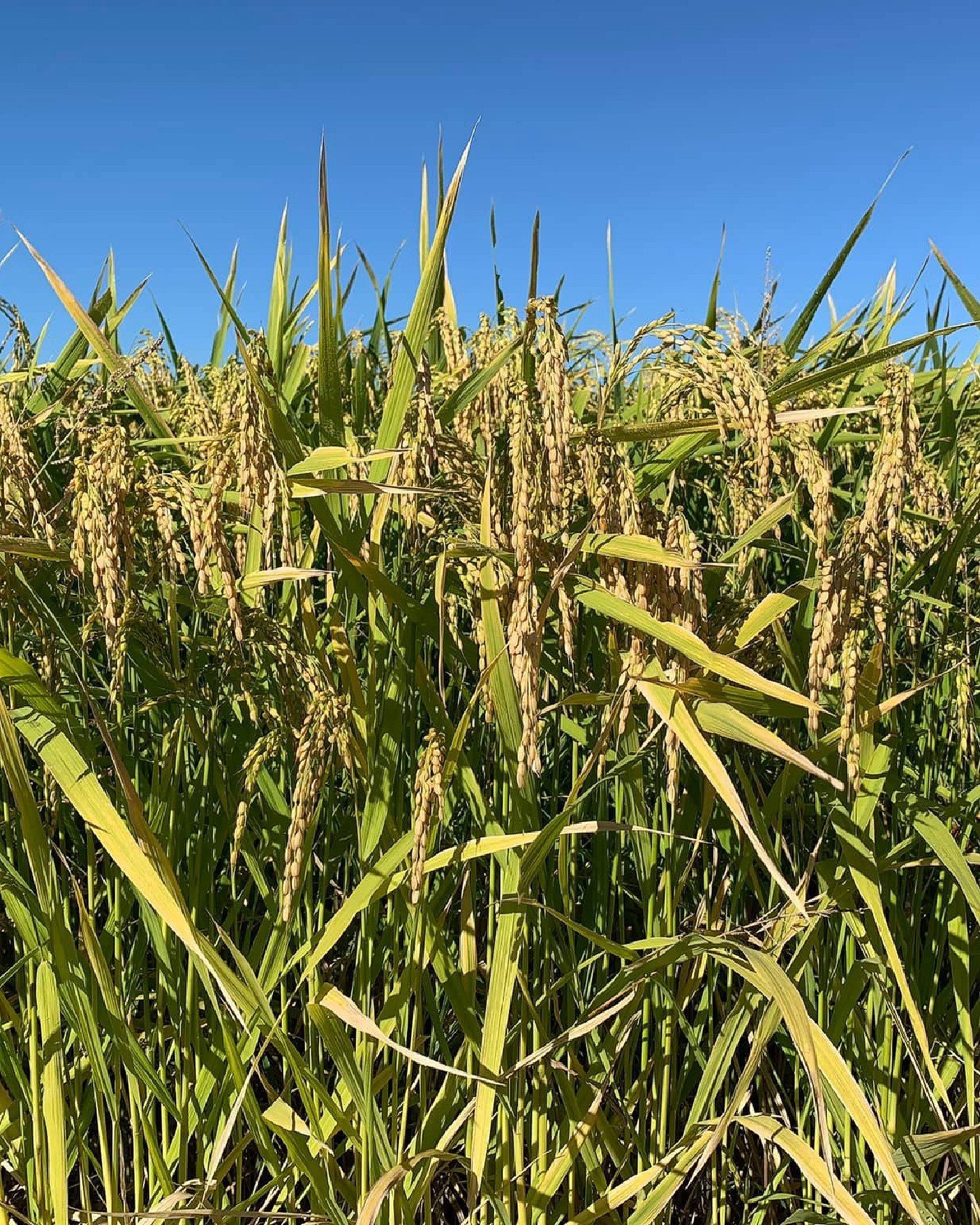 Biodynamic Australian rainfed brown rice from the Northern Rivers of NSW is now available at Community Foods! Grown and processed at the family-owned Slater Farms 🌾 This rice is the product of farming that nurtures the land as a self-sustaining orga