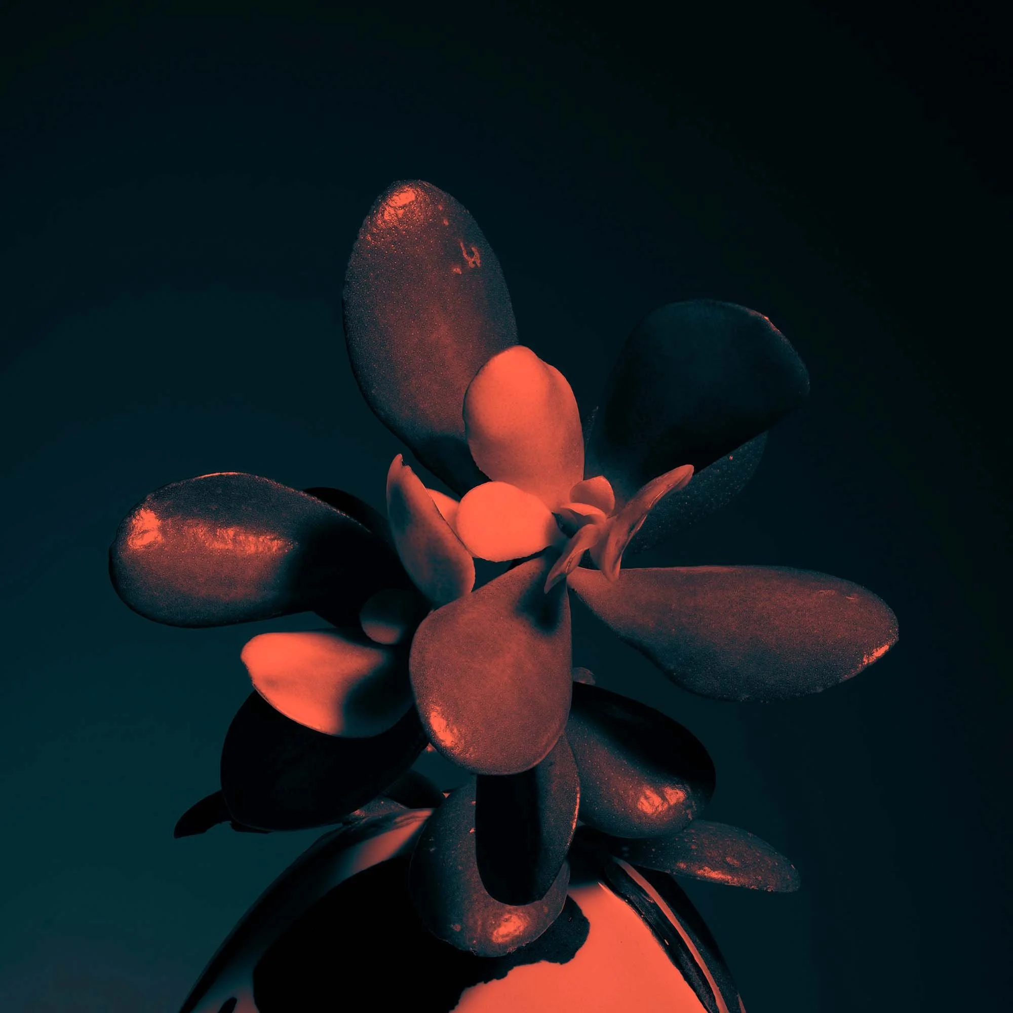 melbourne-still-life-macro-44.jpg