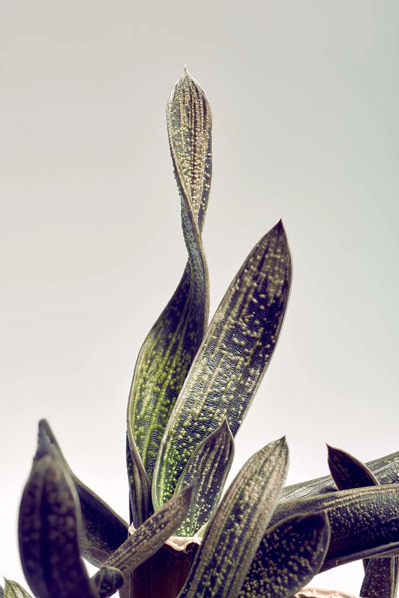 melbourne-still-life-macro-08.jpg