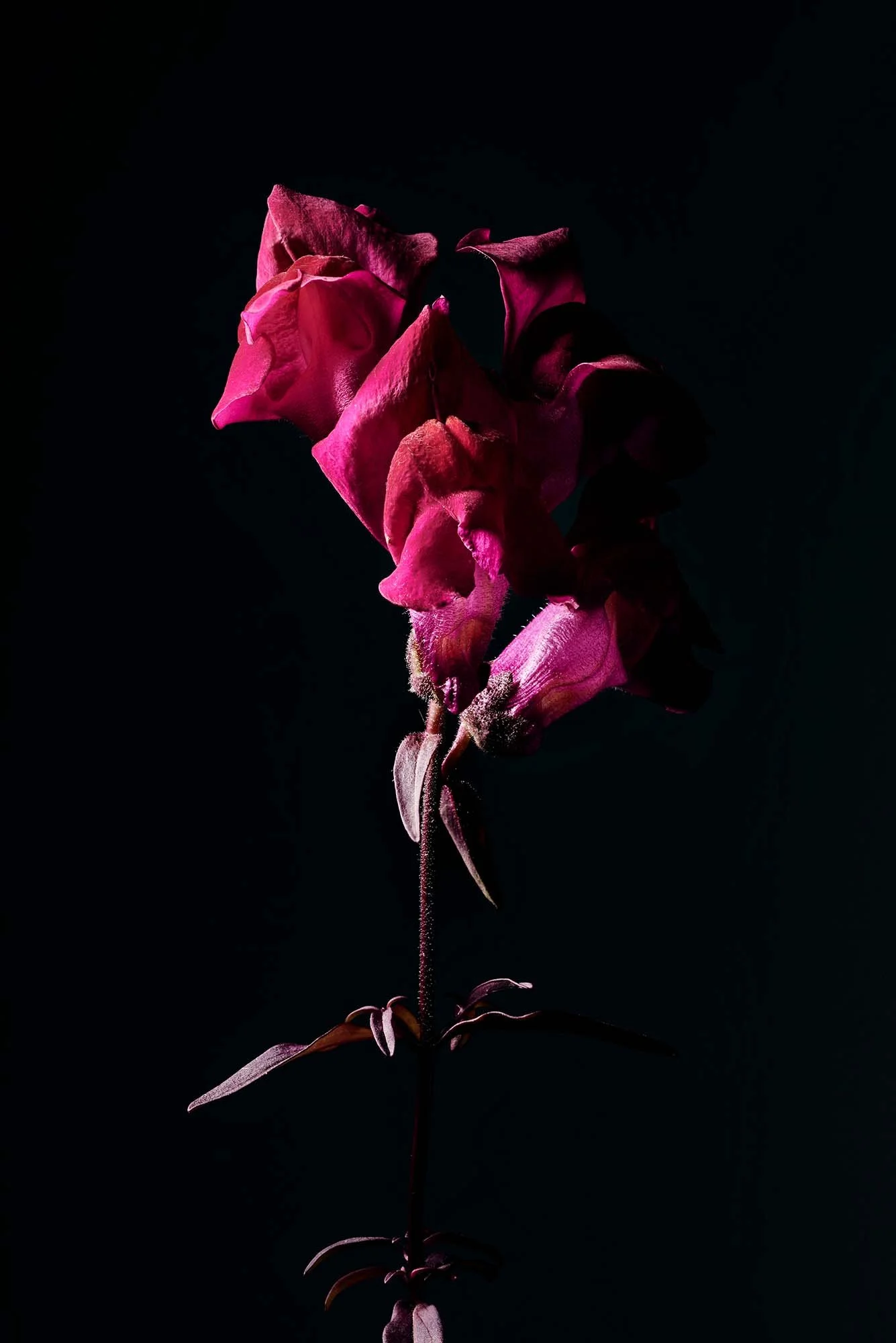 melbourne-still-life-macro-32.jpg