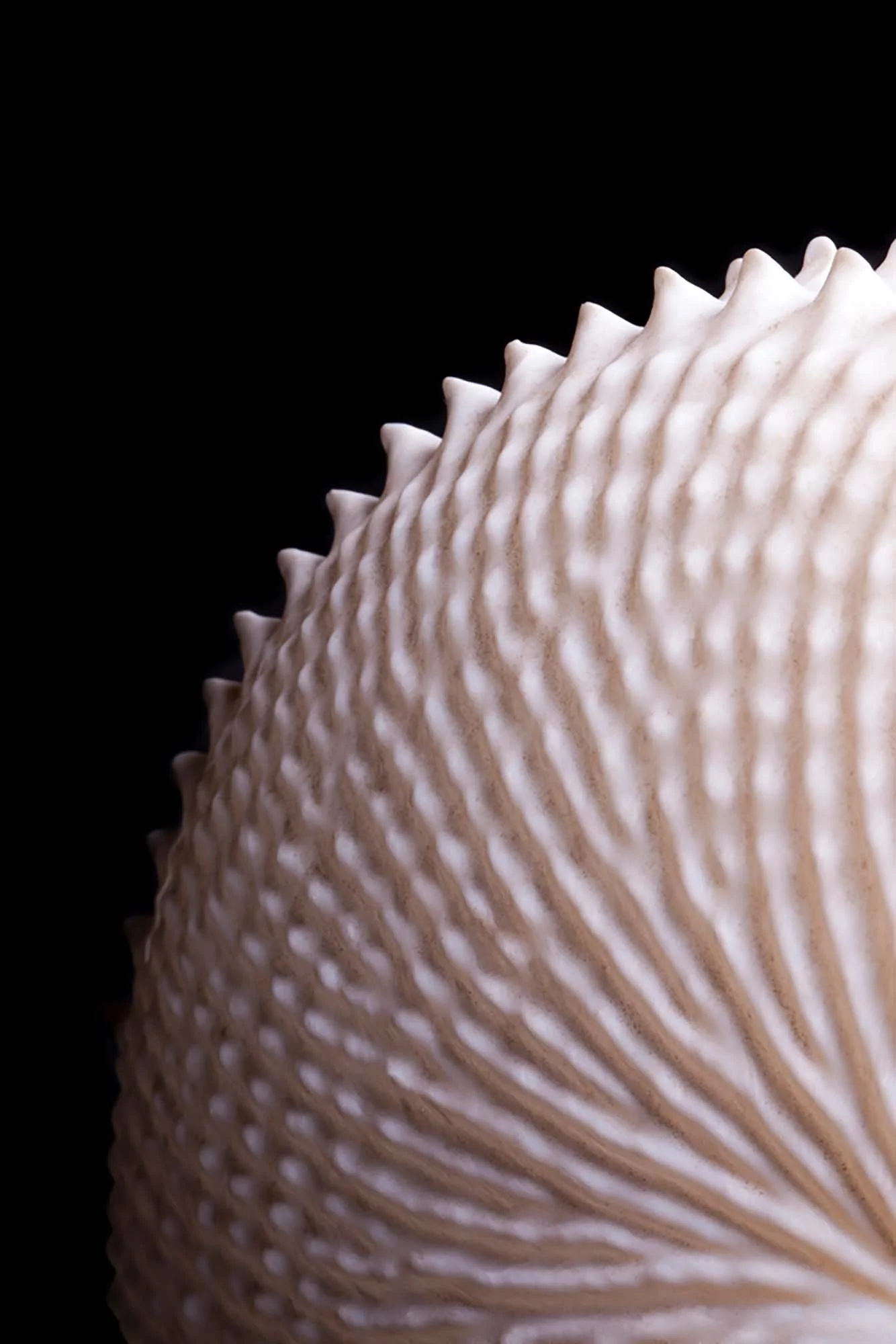 melbourne-still-life-macro-07.jpg