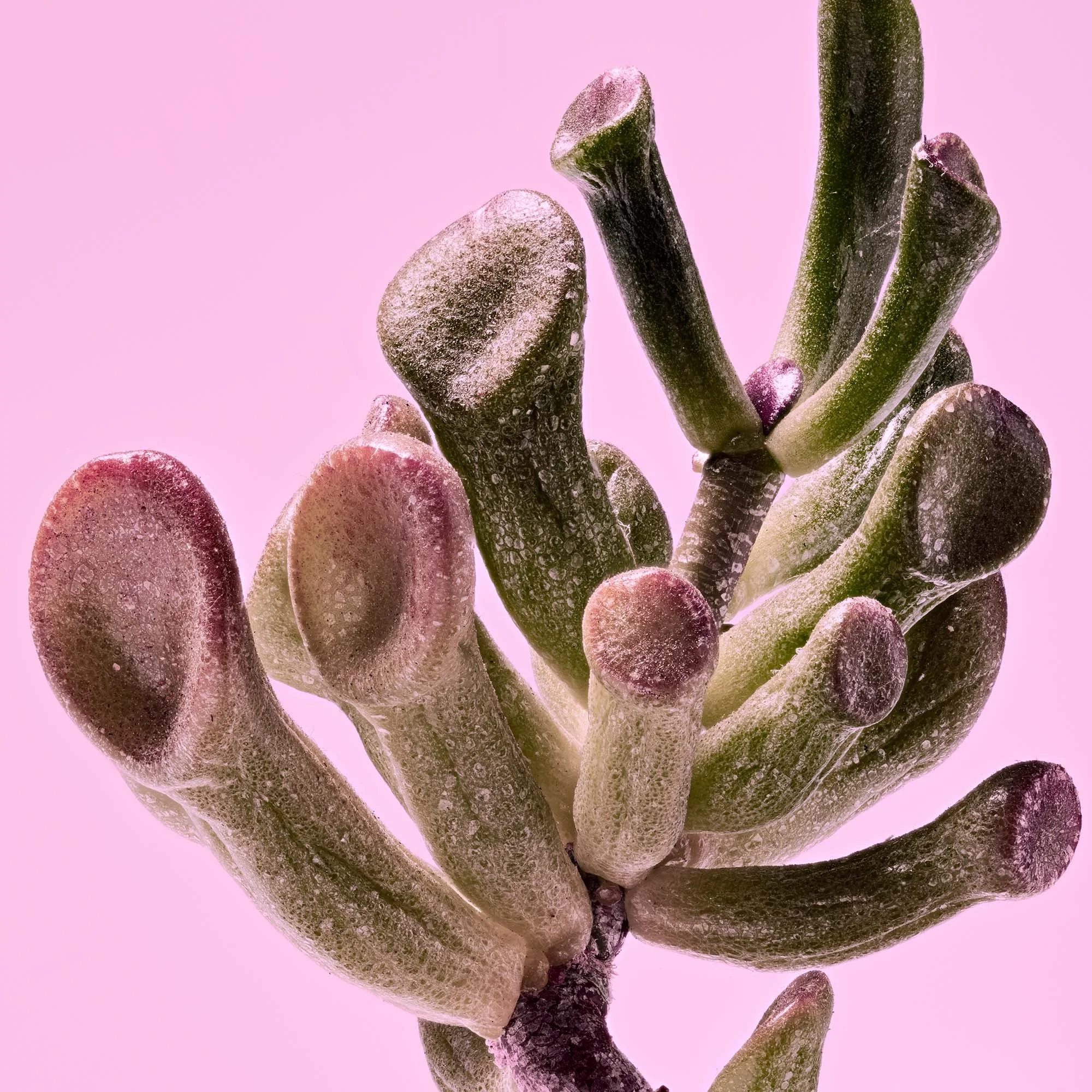 melbourne-still-life-macro-11.jpg