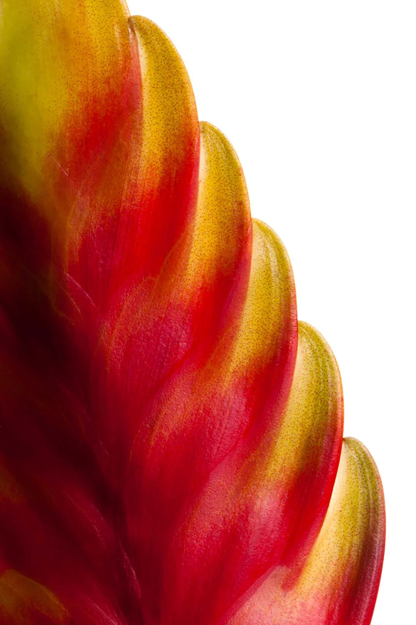 melbourne-still-life-macro-06.jpg