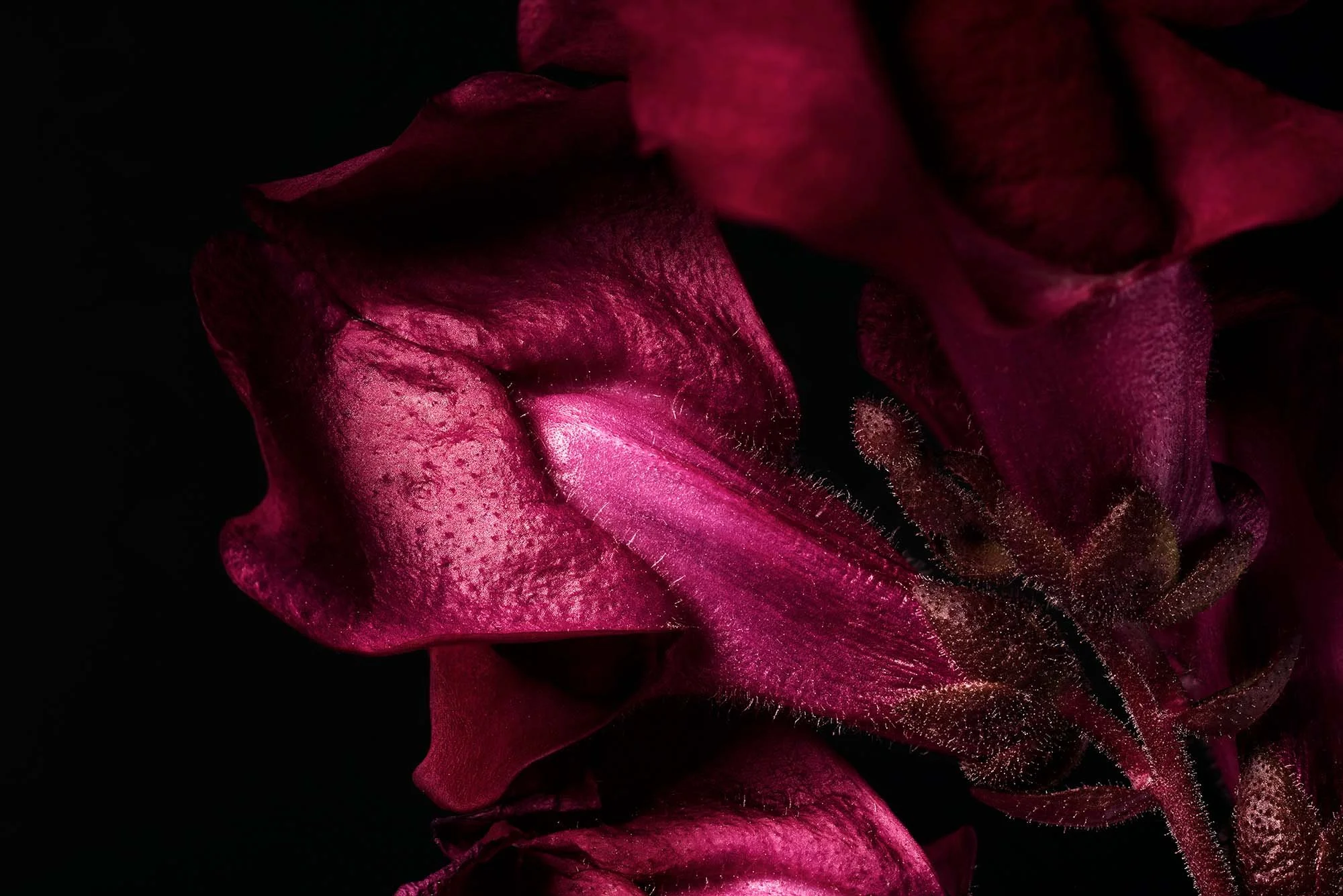 melbourne-still-life-macro-30.jpg