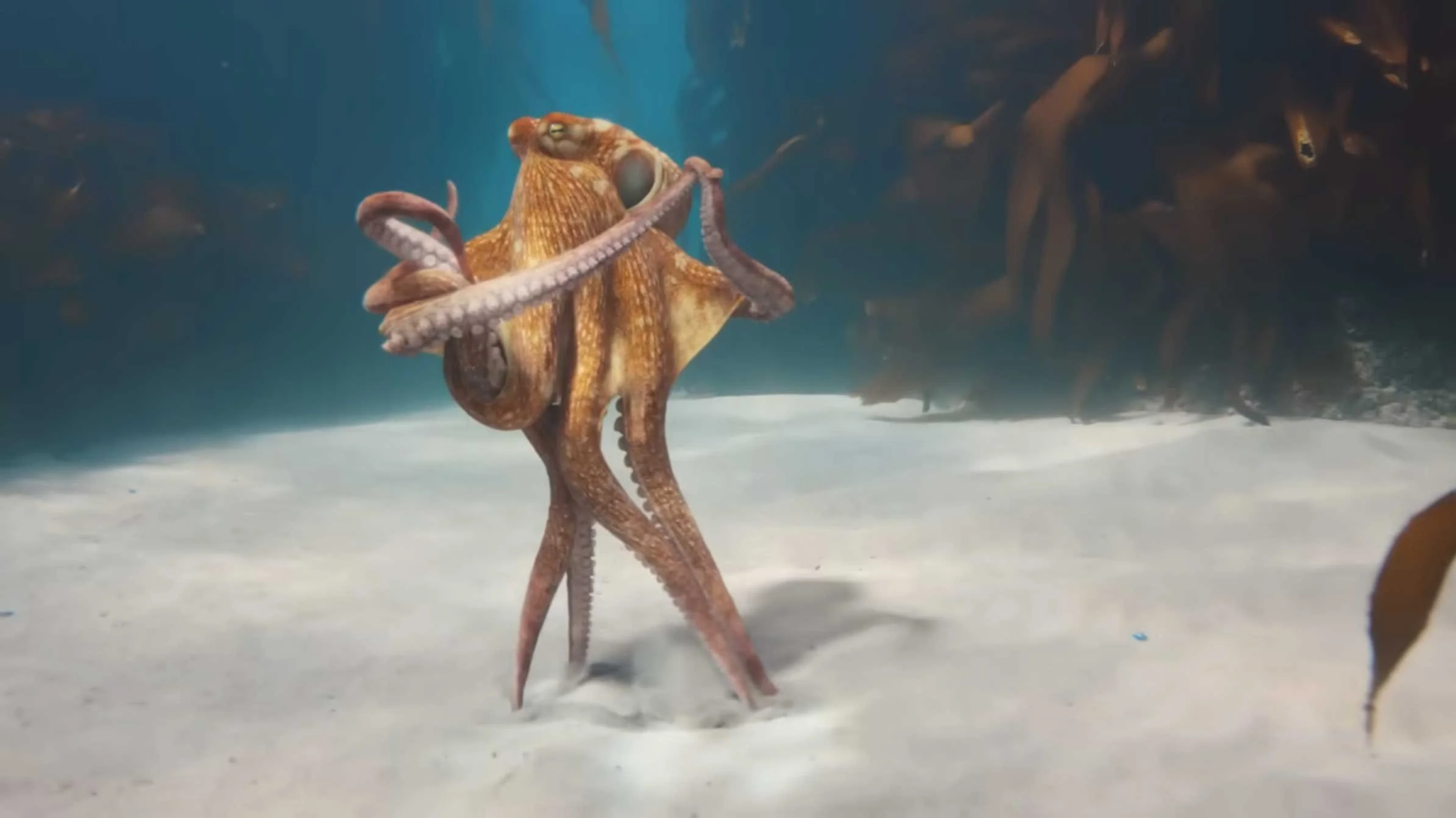 BMW "Heart of Joy" Octowaltz