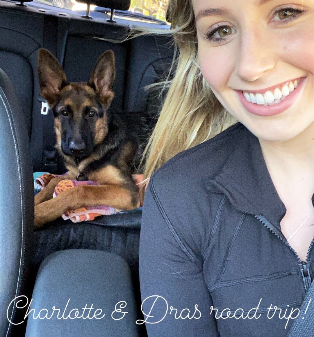 Dras and Charlotte super excited for their road trip to the farm for training and puppy play dates! 😍
