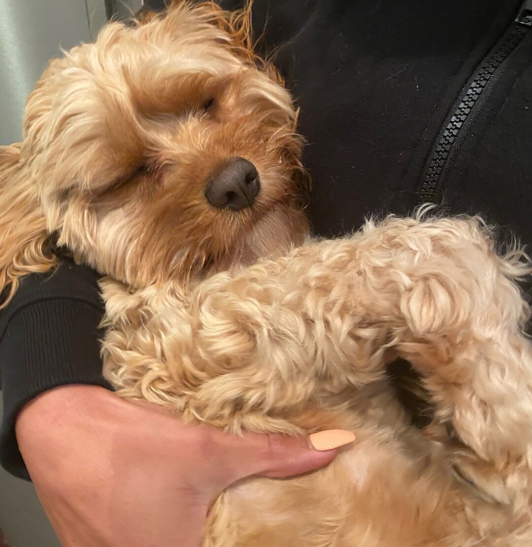 You could say Harley was very exhausted after his training session that he fell asleep in our arms when we said goodbye ! 🤣😴 ⠀⠀⠀⠀⠀⠀⠀⠀⠀
⠀⠀⠀⠀⠀⠀⠀⠀⠀
⠀⠀⠀⠀⠀⠀⠀⠀⠀
⠀⠀⠀⠀⠀⠀⠀⠀⠀
⠀⠀⠀⠀⠀⠀⠀⠀⠀
 #dogsofinstagram #dogstagram #doglover #dogsofinsta #doggy #doggo #dogso