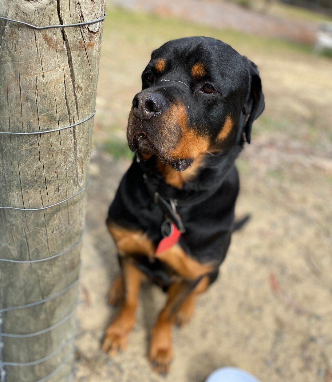 Boss - the most gentle giant ! 👑 ⠀⠀⠀⠀⠀⠀⠀⠀⠀
He loves his stays at Wagging School HQ, as well as a photo shoot or 20! 😉🥰⠀⠀⠀⠀⠀⠀⠀⠀⠀
⠀⠀⠀⠀⠀⠀⠀⠀⠀
⠀⠀⠀⠀⠀⠀⠀⠀⠀
⠀⠀⠀⠀⠀⠀⠀⠀⠀
⠀⠀⠀⠀⠀⠀⠀⠀⠀
⠀⠀⠀⠀⠀⠀⠀⠀⠀
⠀⠀⠀⠀⠀⠀⠀⠀⠀
⠀⠀⠀⠀⠀⠀⠀⠀⠀
- #Rottweiler #rotty  #dogsofinstagram #dogstagra