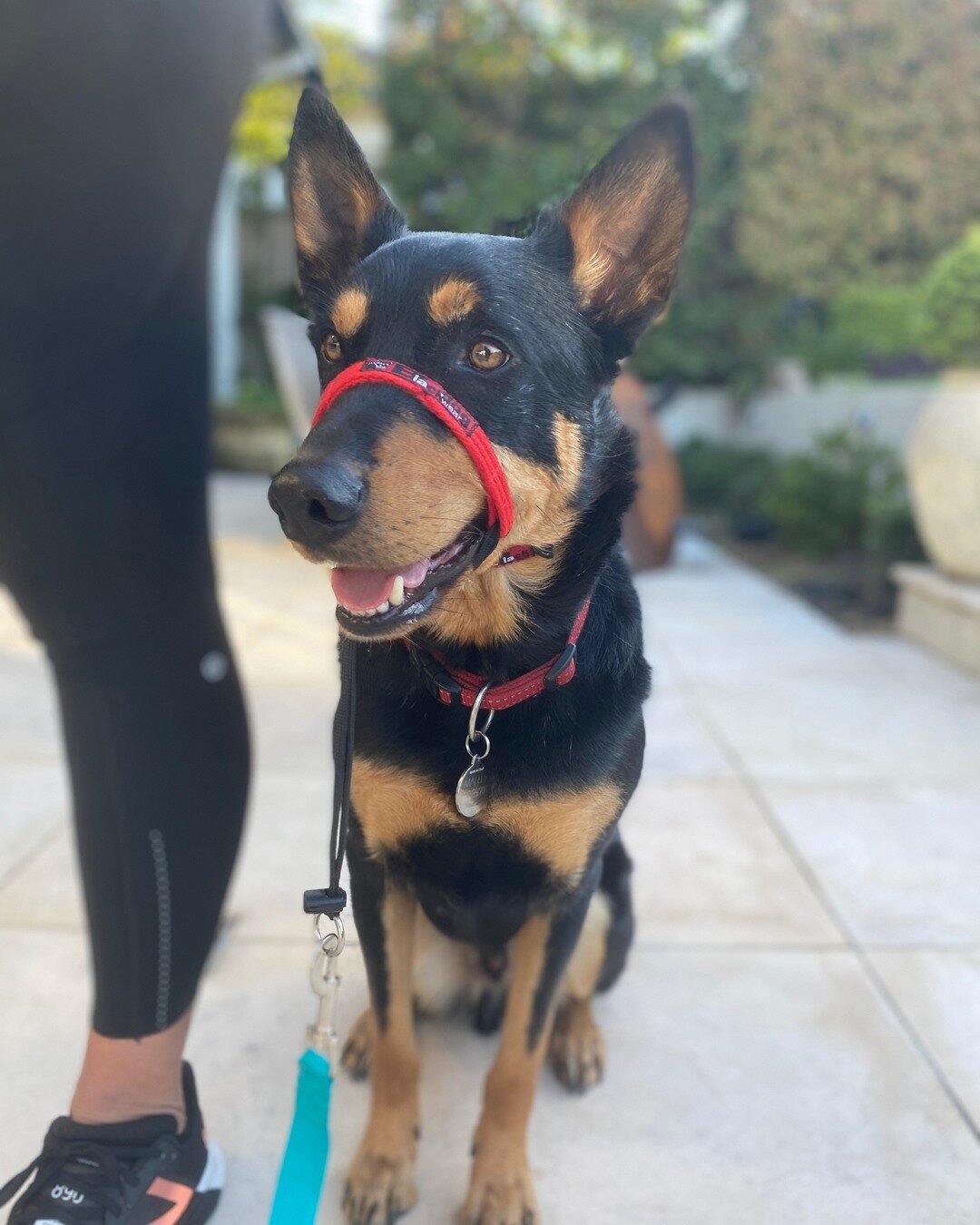 Marty loving his first session with Wagging School! ⠀⠀⠀⠀⠀⠀⠀⠀⠀
Welcome bud! 🥳 ⠀⠀⠀⠀⠀⠀⠀⠀⠀
⠀⠀⠀⠀⠀⠀⠀⠀⠀
⠀⠀⠀⠀⠀⠀⠀⠀⠀
⠀⠀⠀⠀⠀⠀⠀⠀⠀
#dogsofinstagram #dogstagram #doglover #dogsofinsta #doggy #doggo #dogsofig #doglove #dogs⠀⠀⠀⠀⠀⠀⠀⠀⠀
 #dogtraining #obediencetraining