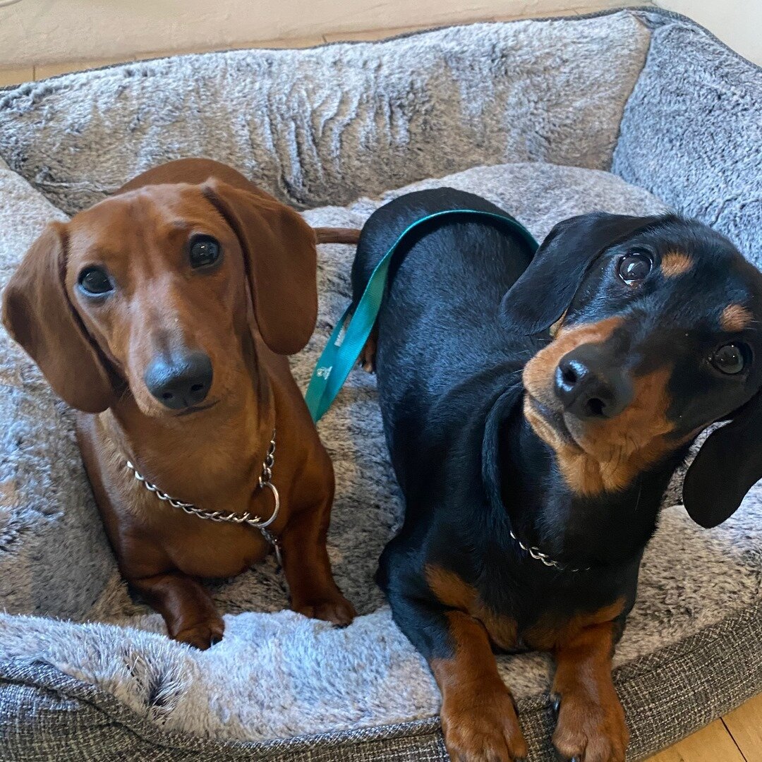 Because 2 sausage dogs are better than 1! ⠀⠀⠀⠀⠀⠀⠀⠀⠀
Say hello to Sas &amp; Frank !! 🥳⠀⠀⠀⠀⠀⠀⠀⠀⠀
⠀⠀⠀⠀⠀⠀⠀⠀⠀
⠀⠀⠀⠀⠀⠀⠀⠀⠀
⠀⠀⠀⠀⠀⠀⠀⠀⠀
 #dogsofinstagram #dogstagram #doglover #dogsofinsta #doggy #doggo #dogsofig #doglove #dogs  #dogtraining #obediencetraining