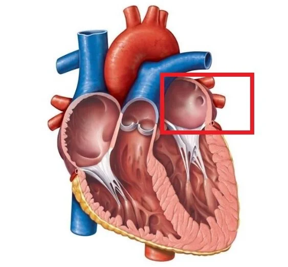 Chambers of the Heart — Human Anatomy