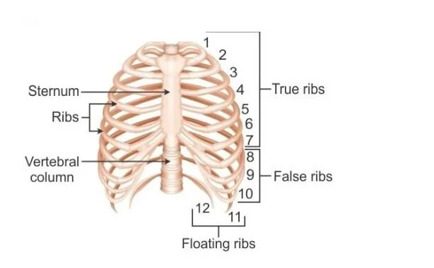Annular Ribs Ribs — Human Anatomy
