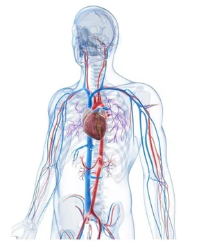 Appendix Heart Brain Appendix — Human Anatomy