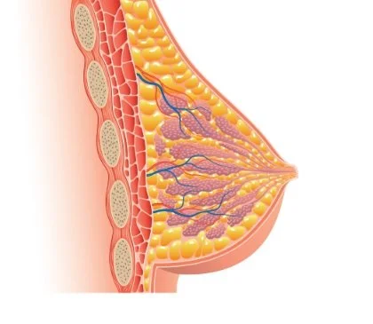 breast-human-anatomy