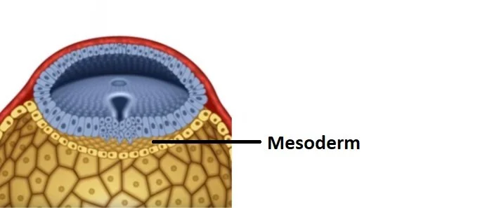 Week Three of Development — Human Anatomy