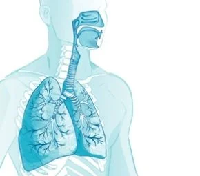 Respi System Respiratory System — Human Anatomy