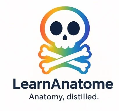 Human Anatomy