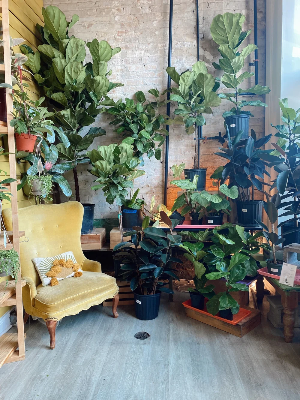 Copperline Plant Co.