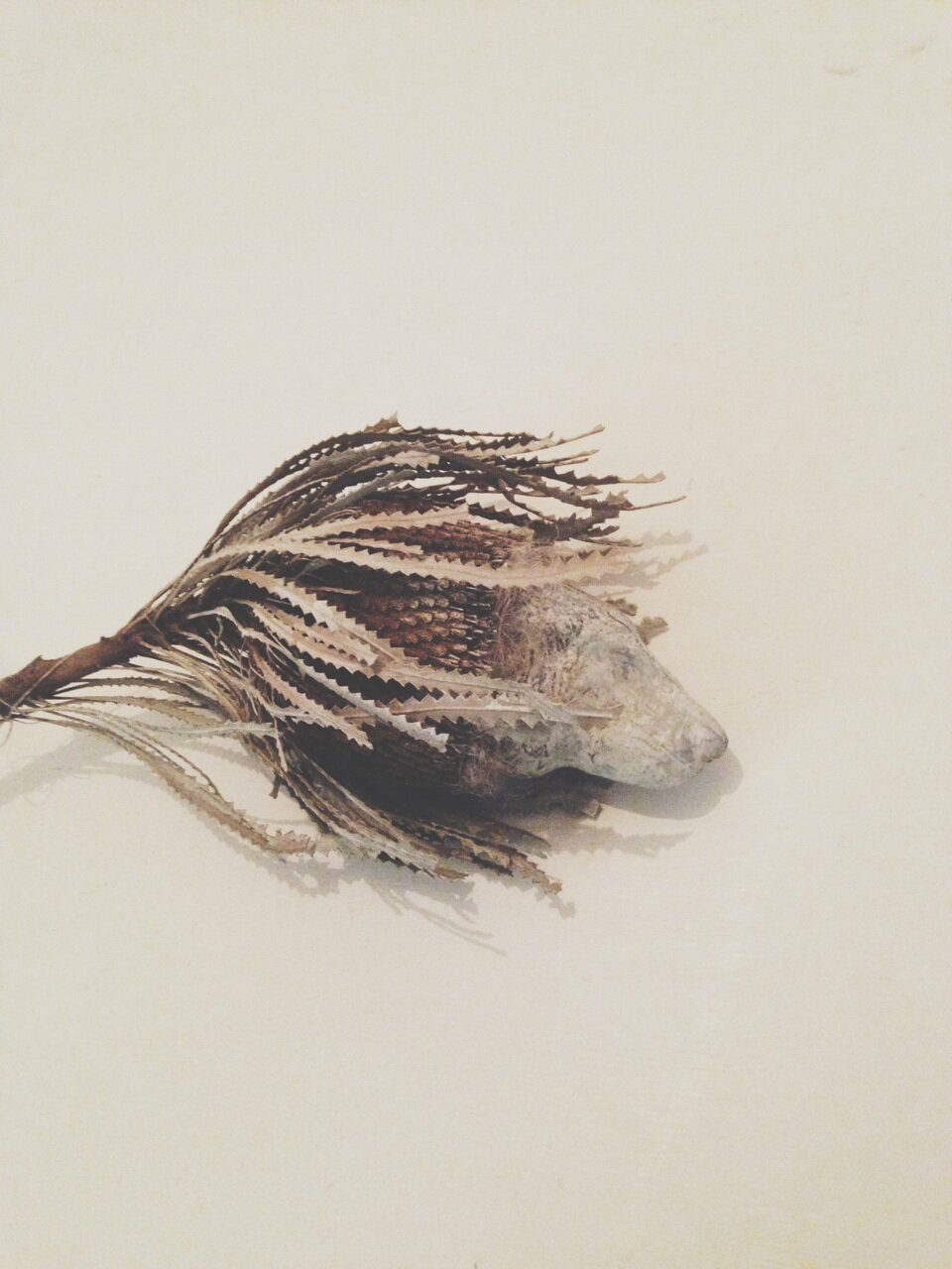 華と獅子.jpg