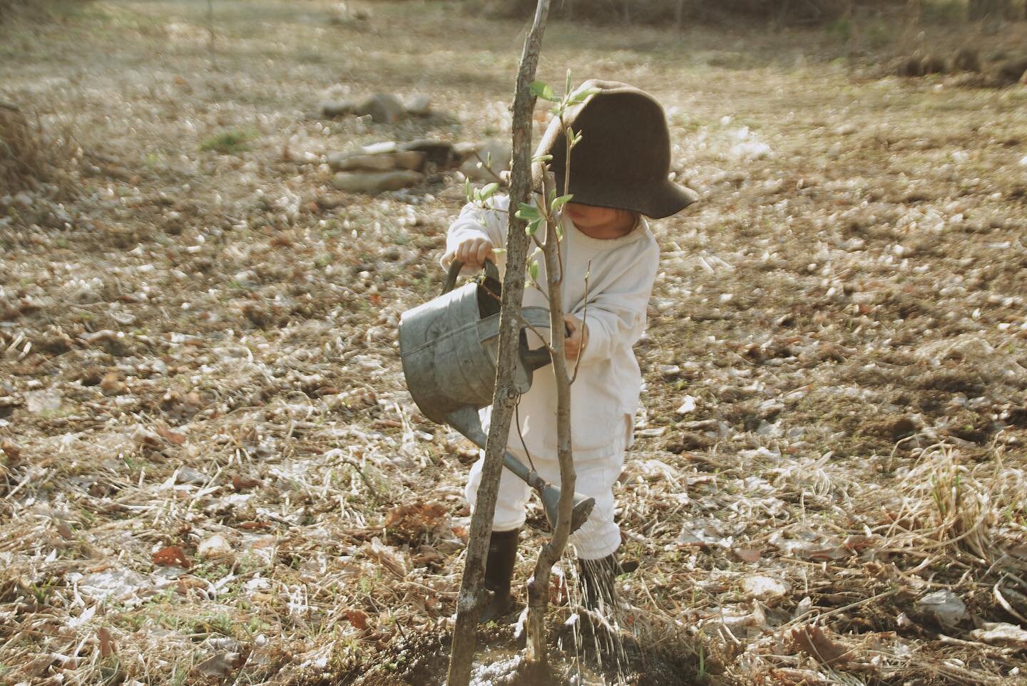 .
開拓した土地には、人間が暮らしていけるよう、あらゆる果樹や作物、様々な用途の草木を。

残してある手つかずの森との境には、この地の鳥や虫や獣が生きていけるよう、この地に沿った草木を。

小さな相棒と、時をかけて育んでいきたい。

#hitsujigusa
#未草