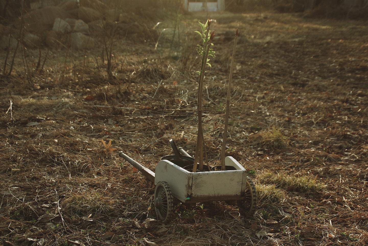 .
毎春、土地に木を植えている。
それは先人たちの遺してくれた森の遺産を受けとるために欠かせない、とても大切なこと。
今季も４０本あまりを植えた。

豪雪地帯の山の上では、木々の成長にとても時間がかかる。雪や虫、獣にやられてしまう苗木も少なくない。

それらが立派な森を作る頃には、自分はもう生きていないけれど、そうして時間がかかるからこそ、よけいに急がねばと強く思う。それは自分たちの家づくりよりもきっと大事なことだから。

#hitsujigusa
#未草