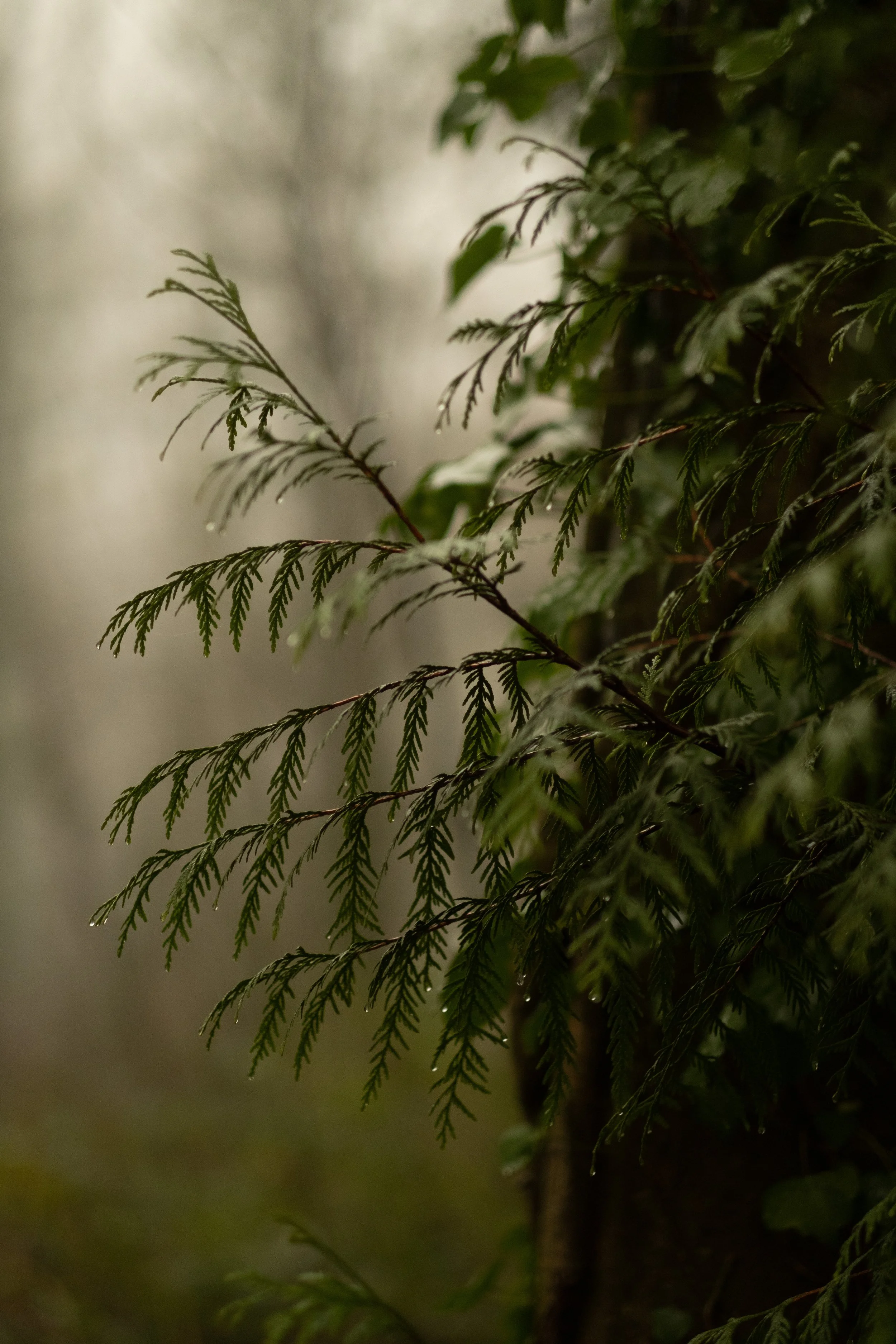 Close-up of green coniferous tree branches with wet needles in a foggy, natural forest setting.